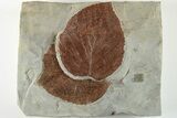 Two Fossil Leaves (Davidia) - Montana - #201338-1